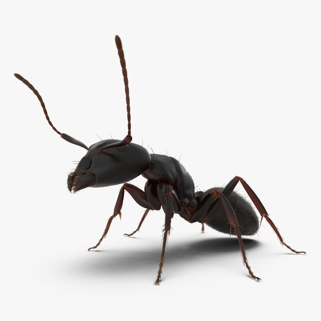 3d model black ant pose 2 https://p.turbosquid.com/ts-thumb/YX/XLnIXJ/iHNbS8Dz/black_ant_pose_2_000/jpg/1453994867/1920x1080/fit_q87/5d50576d6672a96846f747d8ba24f6858b6f0081/black_ant_pose_2_000.jpg