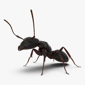 3d model black ant pose 2
