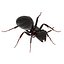 Black Ant Pose 2