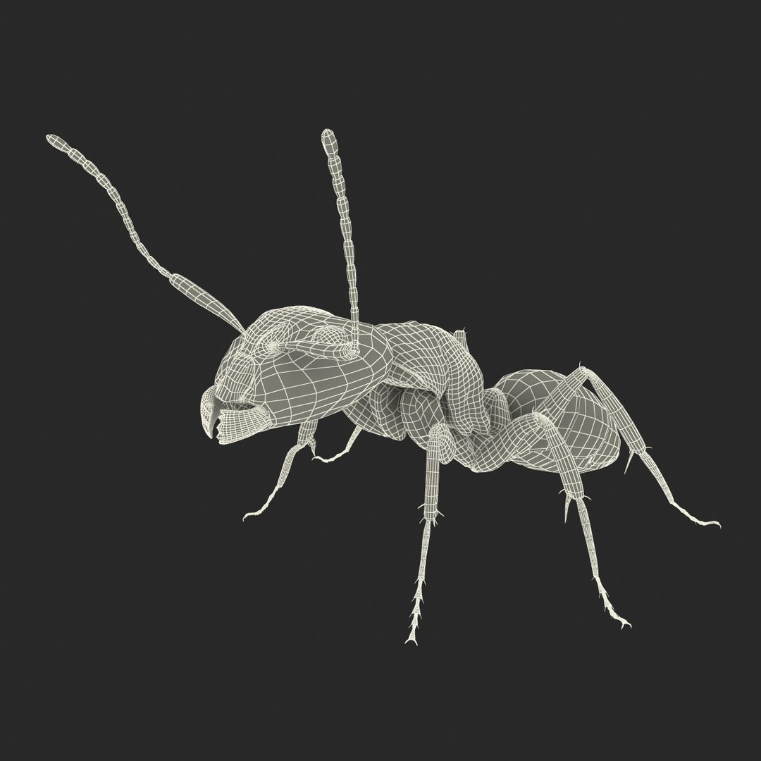 3d model black ant pose 2 https://p.turbosquid.com/ts-thumb/YX/XLnIXJ/lWzSUcHa/black_ant_pose_2_048/jpg/1453994873/1920x1080/fit_q87/c0a7904ecfc47a5cb5edb0895615b5d976f9da96/black_ant_pose_2_048.jpg