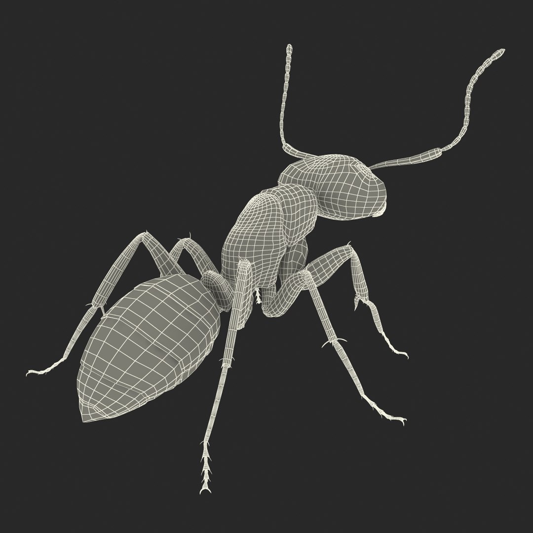 3d model black ant pose 2 https://p.turbosquid.com/ts-thumb/YX/XLnIXJ/m1Ytee3O/black_ant_pose_2_037/jpg/1453994872/1920x1080/fit_q87/f072bd7b67b88a5af5ed7ee0555419bc1b8cb271/black_ant_pose_2_037.jpg