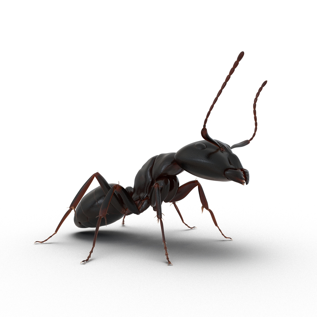3d model black ant pose 2 https://p.turbosquid.com/ts-thumb/YX/XLnIXJ/nX3XJFhD/black_ant_pose_2_360/jpg/1453994851/1920x1080/turn_fit_q99/826dc550babb9dc6a08a230cd63f02c07da8f779/black_ant_pose_2_360-1.jpg