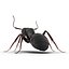 Black Ant Pose 2