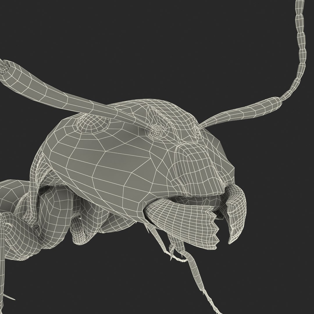 3d model black ant pose 2 https://p.turbosquid.com/ts-thumb/YX/XLnIXJ/rHyjpSi6/black_ant_pose_2_047/jpg/1453994873/1920x1080/fit_q87/ef9187c18c2647ff56536b224f212b2ff0d5bffc/black_ant_pose_2_047.jpg