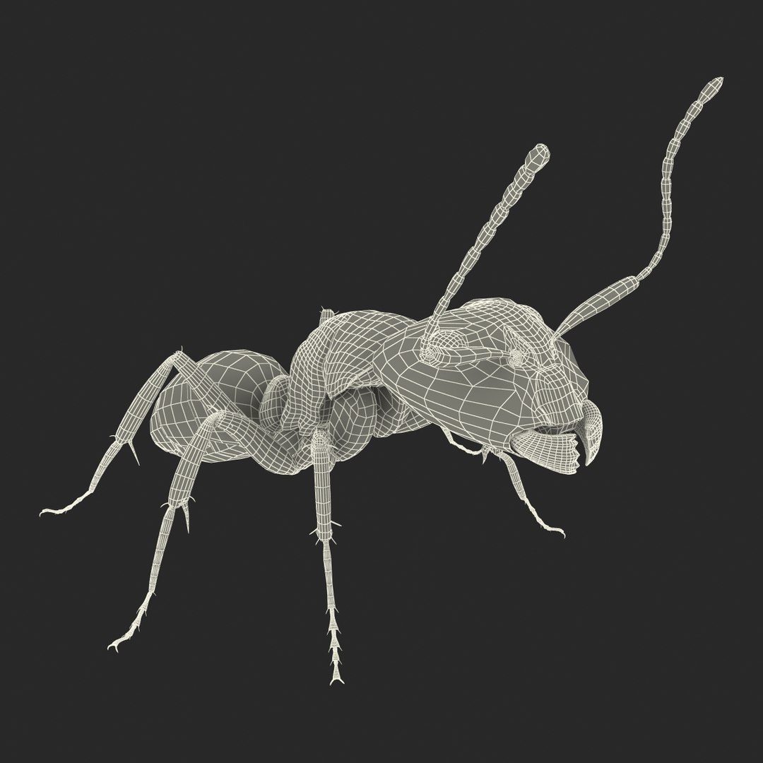 3d model black ant pose 2 https://p.turbosquid.com/ts-thumb/YX/XLnIXJ/seuoX6O0/black_ant_pose_2_036/jpg/1453994872/1920x1080/fit_q87/4e269a9b53fff5ae67c1ce44dd230f880dd75a4c/black_ant_pose_2_036.jpg