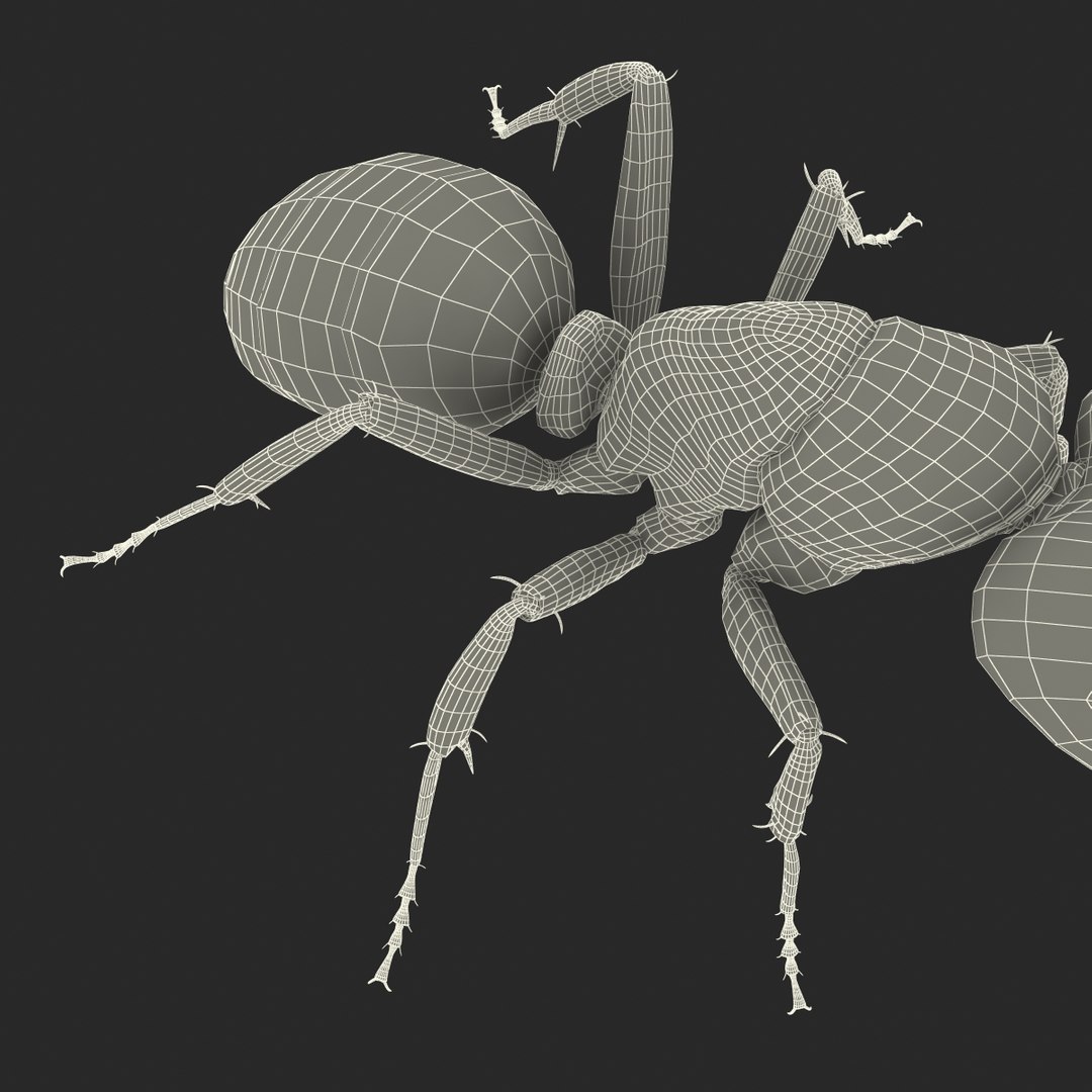 3d model black ant pose 2 https://p.turbosquid.com/ts-thumb/YX/XLnIXJ/wdg1gKFI/black_ant_pose_2_043/jpg/1453994873/1920x1080/fit_q87/a82d9d88db5d669bc31c22715619e48c43dd2fb5/black_ant_pose_2_043.jpg