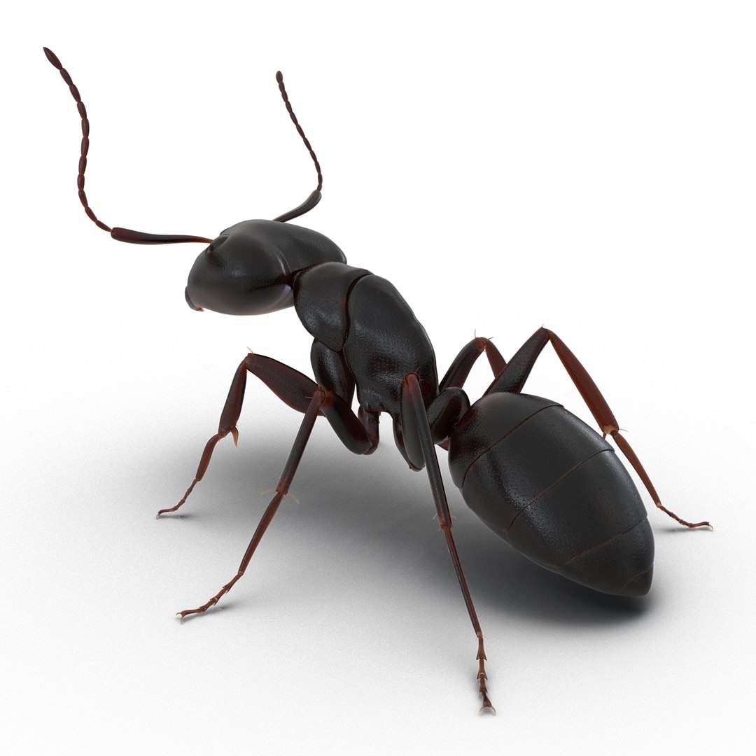 3d model black ant pose 2 https://p.turbosquid.com/ts-thumb/YX/XLnIXJ/xt7NTnqp/black_ant_pose_2_004/jpg/1453994868/1920x1080/fit_q87/0d696924237d9ba840e74eaf28885917f7e7c5a1/black_ant_pose_2_004.jpg
