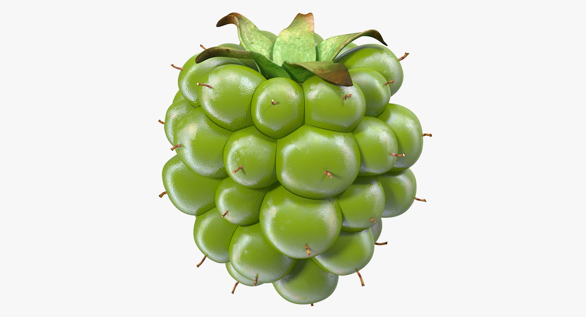 Unripe Green Blackberry 3D Model 3D model preview