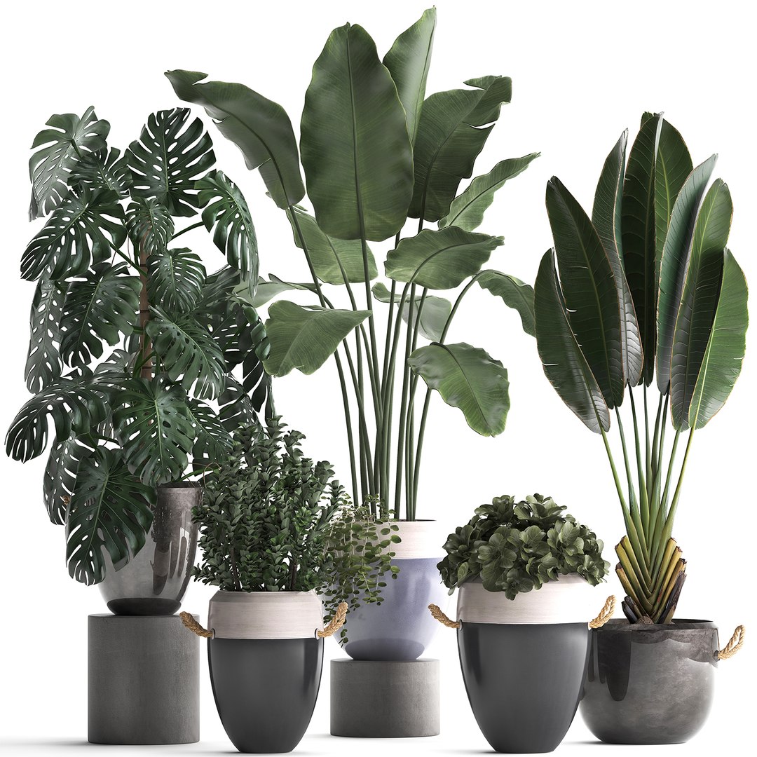 3D Houseplants Exotic Plants Model - TurboSquid 1465191