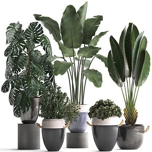 3D houseplants exotic plants model