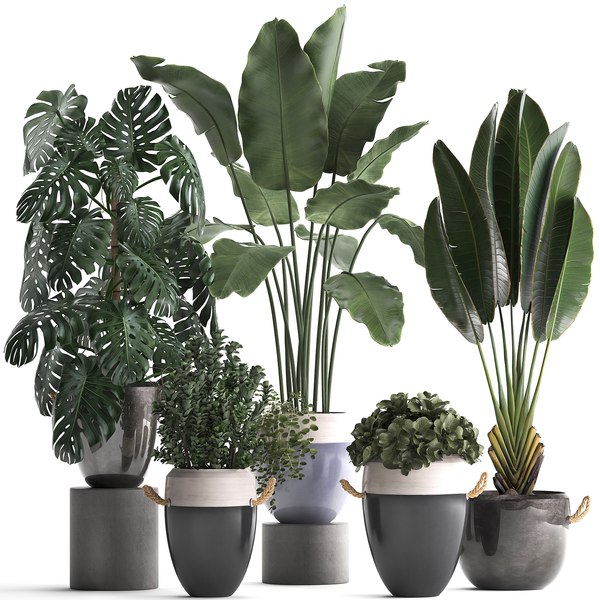 3D houseplants exotic plants model - TurboSquid 1465191