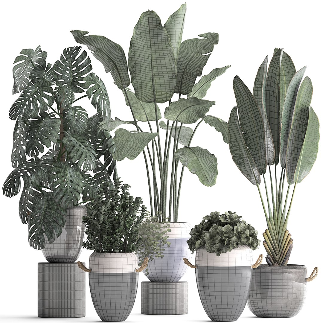 3D houseplants exotic plants model - TurboSquid 1465191