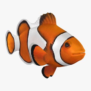 clownfish animation 3D model