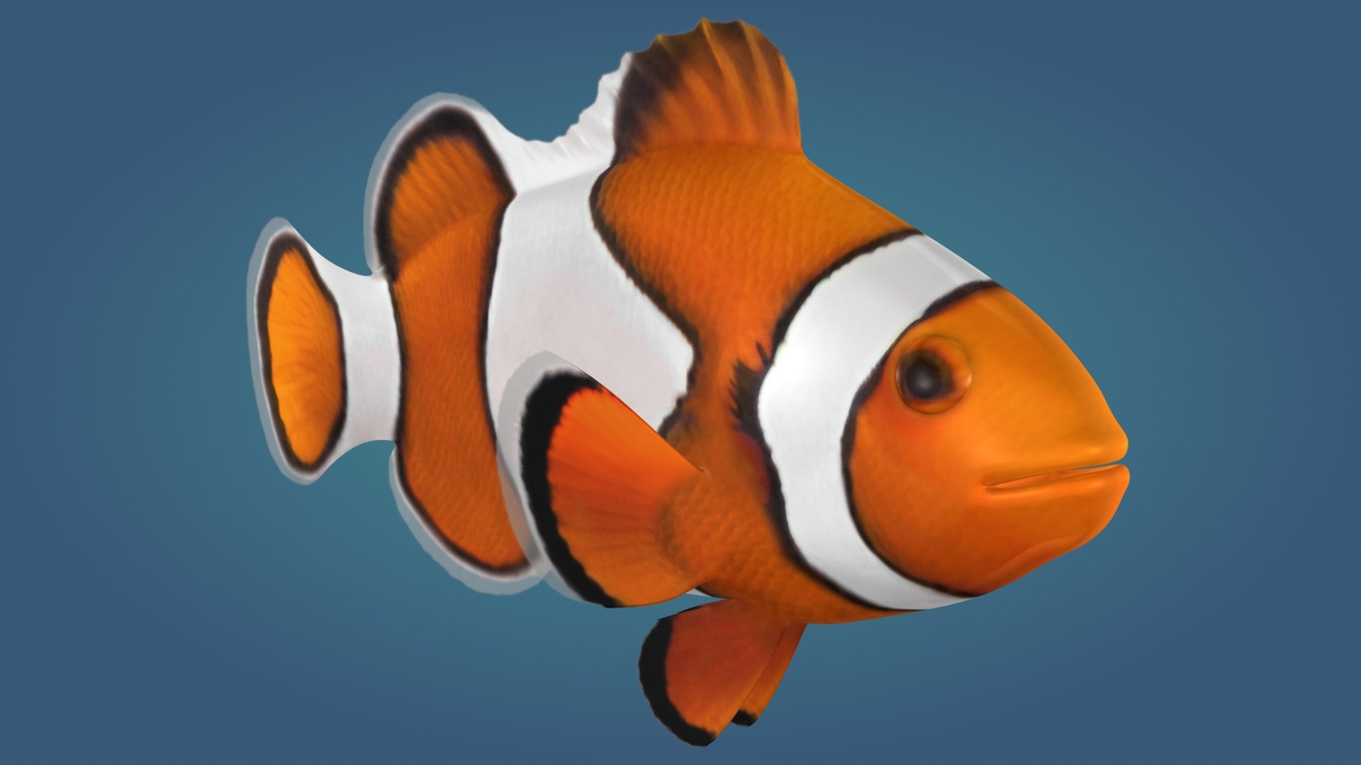 Clownfish Animation 3D Model - TurboSquid 1282909