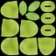 Broad Bean