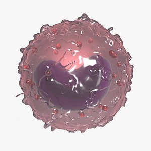 3D lymphocyte nucleus model