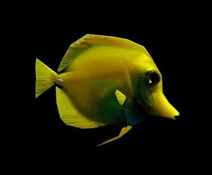 Coralfish