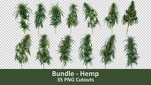 PNG Photo Pack- Hemp