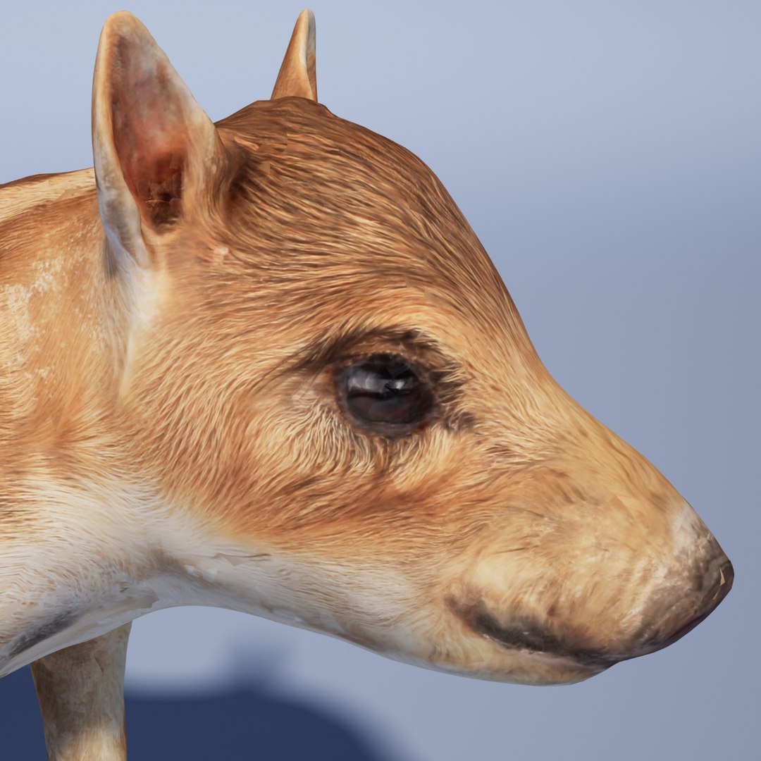 3d model wild piglet https://p.turbosquid.com/ts-thumb/YZ/hCxeeW/CWyBIi6o/wildpigletrender2/jpg/1363773043/1920x1080/fit_q87/94ab2ca07960ea0e878a3f702d280a7236fb7a9c/wildpigletrender2.jpg
