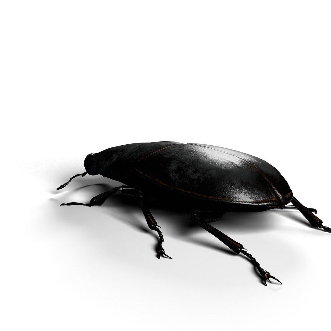 Stag Beetle 3d Model 3D Model - TurboSquid 2350003