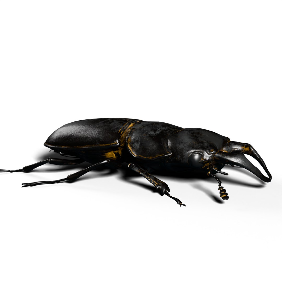 Stag Beetle 3d Model 3D Model - TurboSquid 2350003