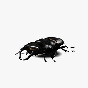 Stag Beetle 3d Model 3D model