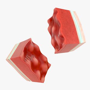 human heart wall layers 3D