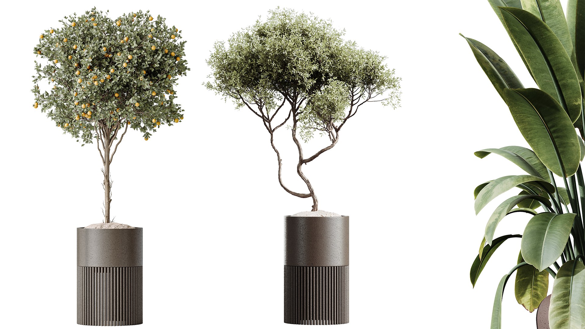 AV Indoor plants set 202 Cactus Grusonii Golden Barrel and Mandarin Citrus Fruit Orange and Mission model https://p.turbosquid.com/ts-thumb/YZ/tB2Sj4/35/06/png/1745231492/1920x1080/fit_q87/21960ffa93afc7622e5f3ac98e82410dd3874420/06.jpg