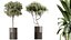 Set di piante da interno AV 202 Cactus Grusonii Golden Barrel e Mandarino Agrumi Arancia e Mission