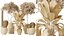 Set di piante da interno AV 202 Cactus Grusonii Golden Barrel e Mandarino Agrumi Arancia e Mission