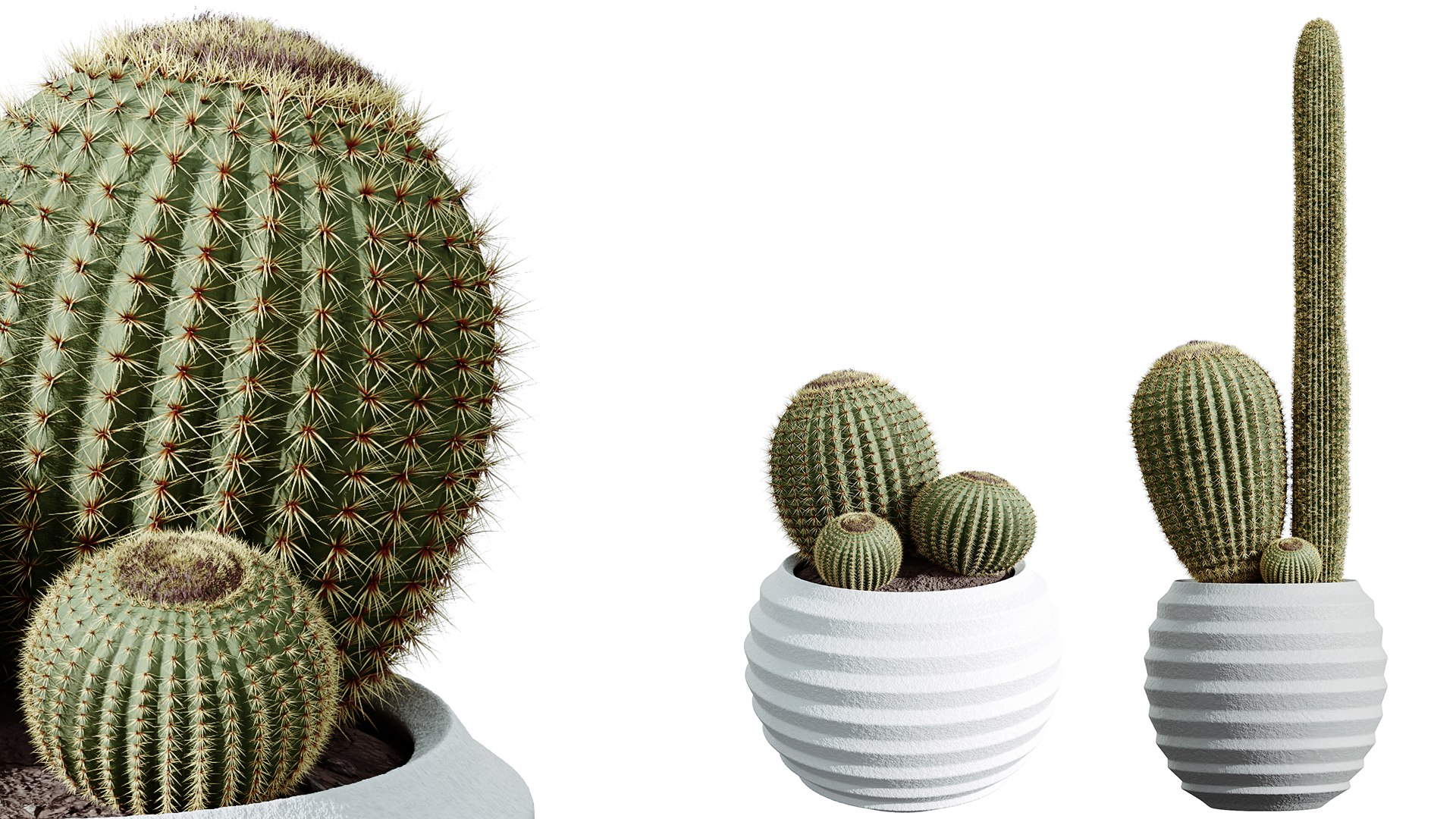 AV Indoor plants set 202 Cactus Grusonii Golden Barrel and Mandarin Citrus Fruit Orange and Mission model https://p.turbosquid.com/ts-thumb/YZ/tB2Sj4/8h/03/png/1745231466/1920x1080/fit_q87/368b64775a3849233ad64973bb0cc855725ed6a0/03.jpg