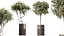 Set di piante da interno AV 202 Cactus Grusonii Golden Barrel e Mandarino Agrumi Arancia e Mission