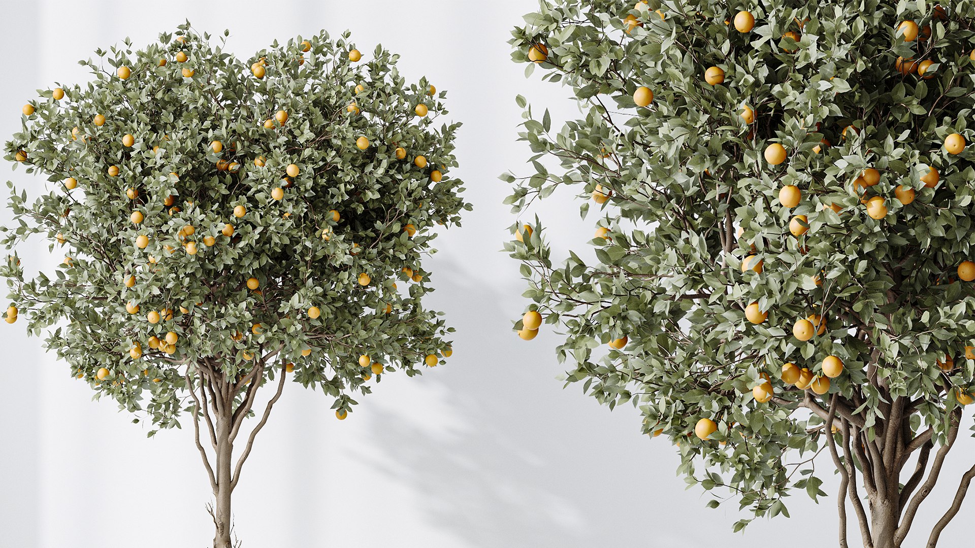 AV Indoor plants set 202 Cactus Grusonii Golden Barrel and Mandarin Citrus Fruit Orange and Mission model https://p.turbosquid.com/ts-thumb/YZ/tB2Sj4/qQ/04/png/1745231492/1920x1080/fit_q87/723f9368883e9f6ef513a0349890094938040450/04.jpg