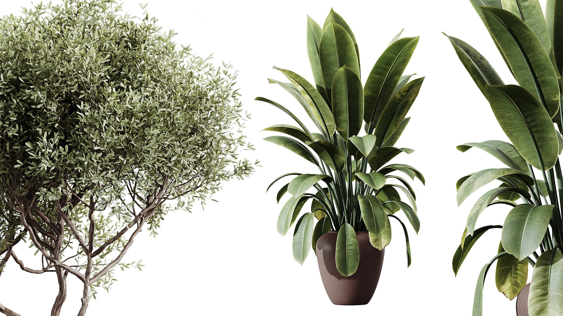 AV Indoor plants set 202 Cactus Grusonii Golden Barrel and Mandarin Citrus Fruit Orange and Mission model https://p.turbosquid.com/ts-thumb/YZ/tB2Sj4/yV/05/png/1745231492/1920x1080/fit_q87/a8b7ae28301d53e2f2dc65042fe6b9a585c8108a/05.jpg