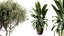 Set di piante da interno AV 202 Cactus Grusonii Golden Barrel e Mandarino Agrumi Arancia e Mission