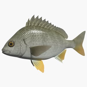 Yellowfin seabream