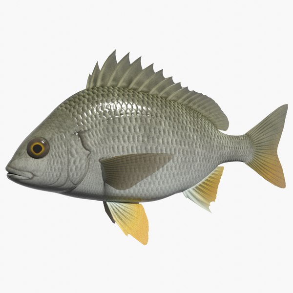 Yellowfin seabream