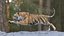 Tiger ANIMATED 3D