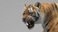 Tiger ANIMATED 3D