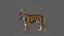 Tiger ANIMATED 3D