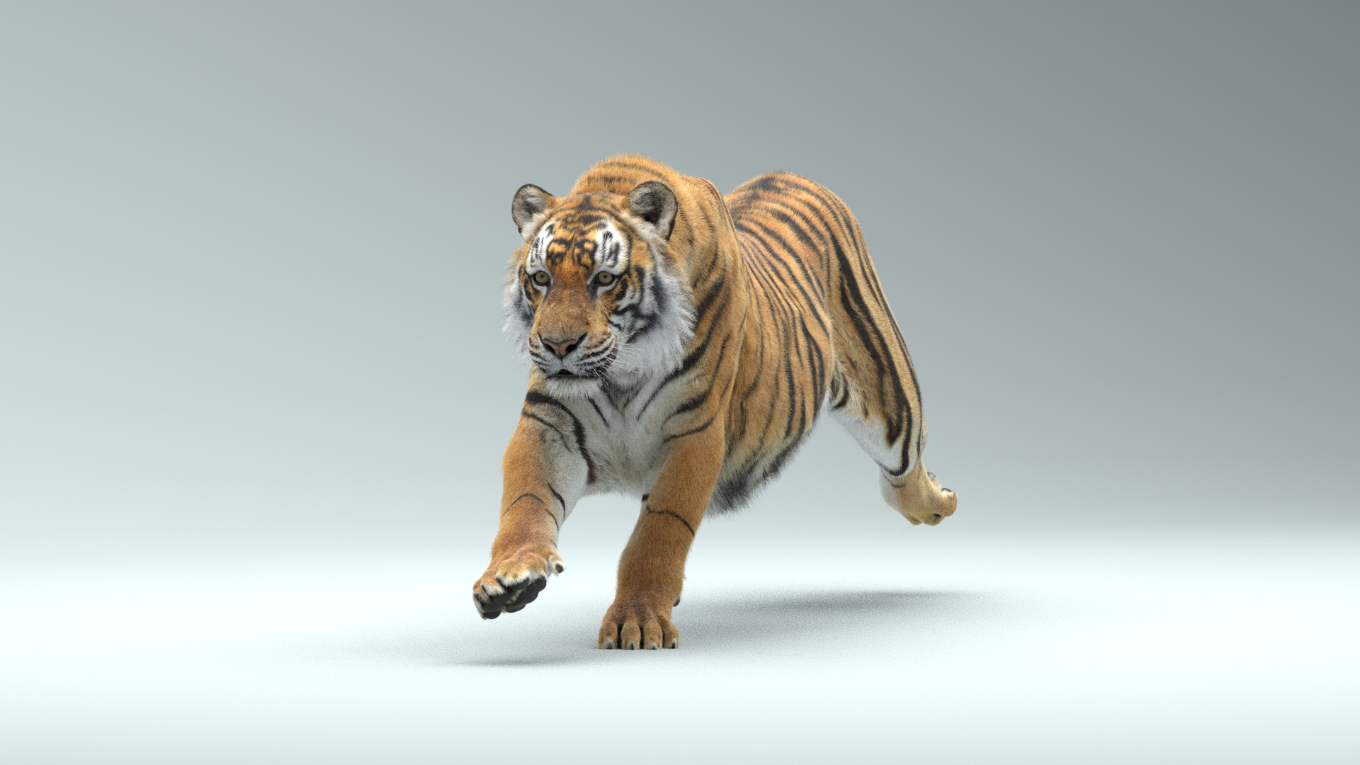 Tiger ANIMATED 3D - TurboSquid 2008406