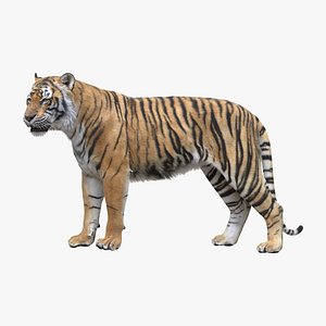 Tiger ANIMATED