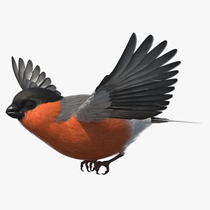 Flying Bullfinch Male Bird 3D model