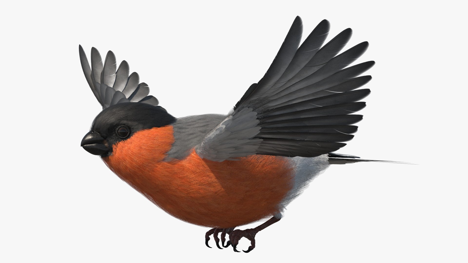 Flying Bullfinch Male Bird 3D model preview