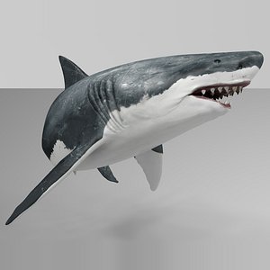 3D Great White Shark Rigged in Blender - TurboSquid 2009419