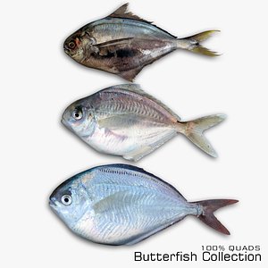 3D Butterfish Collection