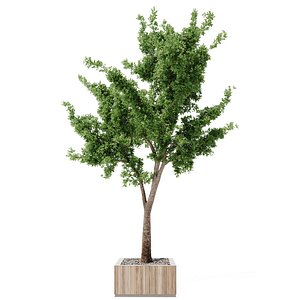 3D tree outdoor plants