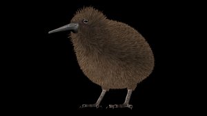 3d model kiwi birds apteryx