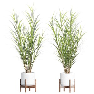 Indoor Pot Plant 539 3D Model 3D