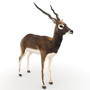 Blackbuck Low Poly